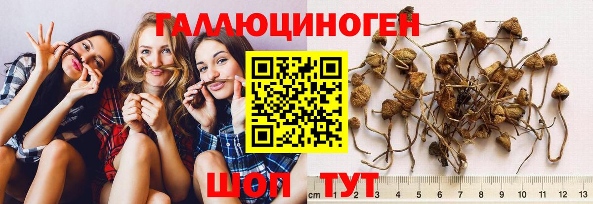 Псилоцибиновые грибы Psilocybe Вологда